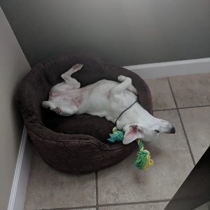 Fundraising Page: Rachel Gosselin